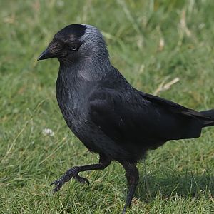 Western Jackdaw (Wild) 2