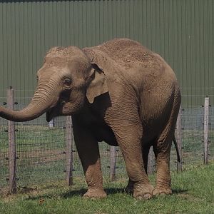 Asian Elephant 5