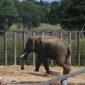 Asian Elephant 6