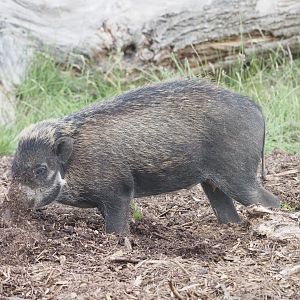 Visayan Warty Pig 1