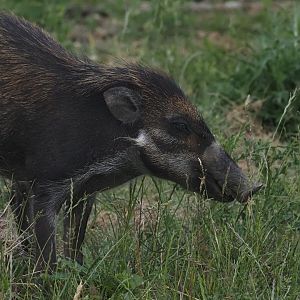 Visayan Warty Pig 2
