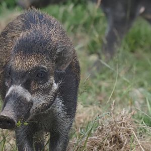 Visayan Warty Pig 3