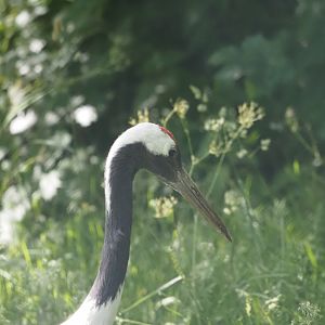 Red-Crowned Crane