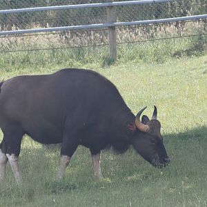 Gaur