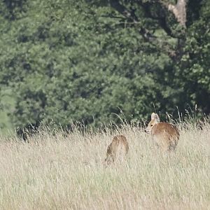 Chinese Water Deer