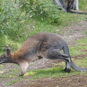 Red-Necked Wallaby (Free-Roaming)
