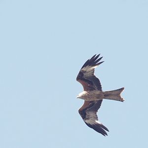 Red Kite (Wild)