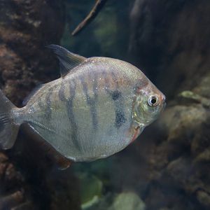 Tiger Silver Dollar (Metynnis fasciatus)