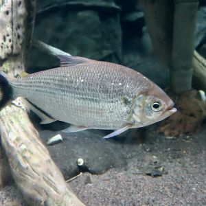 Blacktail Brycon (Brycon falcatus)