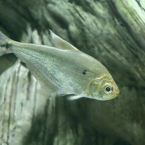 Glass Headstander (Charax gibbosus)