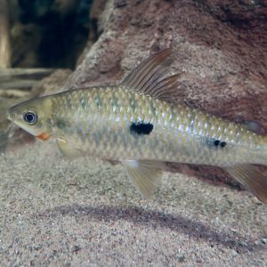 Threespot Leporinus (Leporinus friderici)