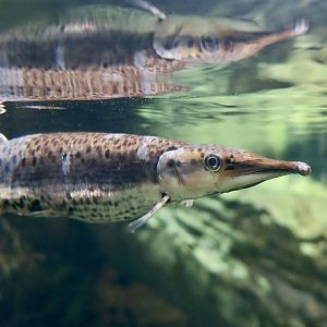 Spotted Pike-Characin (Boulengerella maculata)