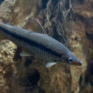 Winterbottom's Headstander (Pseudanos winterbottomi)