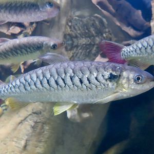 Tucan Fish (Chalceus erythrurus)