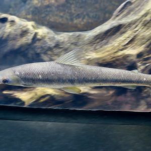 Freckled Cylinderfish (Rhytiodus argenteofuscus)