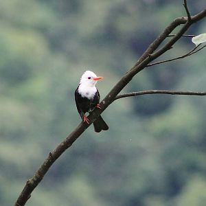 Black Bulbul (Hypsipetes leucocephalus)
