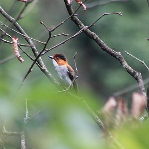 Chestnut Bulbul (Hemixos castanonotus)