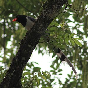Red-billed Blue Magpie (Urocissa erythrorhyncha)