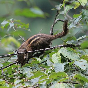 Maritime Squirrel (Tamiops maritimus)