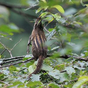 Maritime Squirrel (Tamiops maritimus)