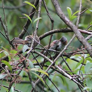 Indochinese Yuhinas (Staphida torqueola)