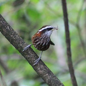 Streak-breasted Scimitar-Babbler (Pomatorhinus ruficollis)