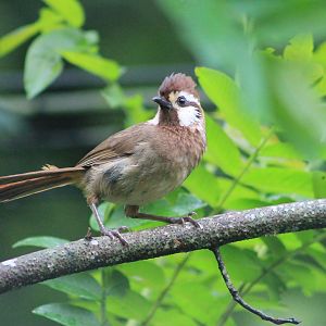 White-browed Laughing Thrush (Pterorhinus sannio)