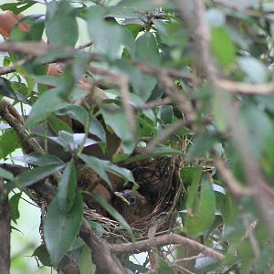 Buffy Laughing Thrush (Pterorhinus berthemyi) nestlings