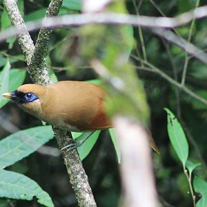 Buffy Laughing Thrush (Pterorhinus berthemyi)