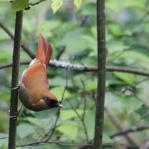 Buffy Laughing Thrush (Pterorhinus berthemyi)