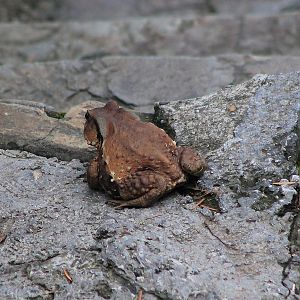 Toad (Bufo gargarizans?)