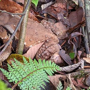 Toad (Bufo gargarizans?)