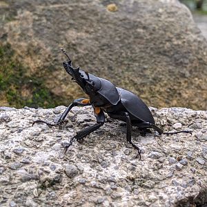 Stag Beetle