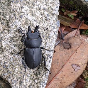 Stag Beetle
