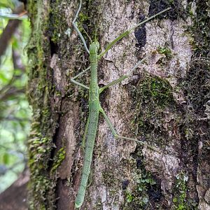 Stick Insect