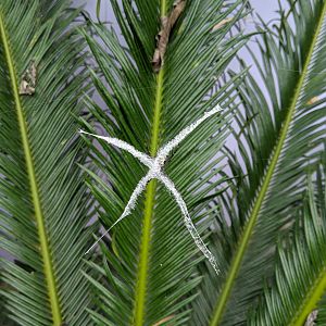 Cross Spider (Argiope sp.)