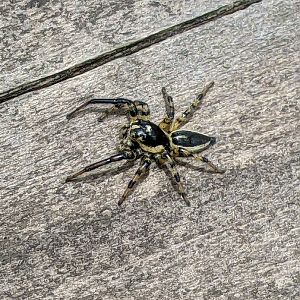 Jumping Spider
