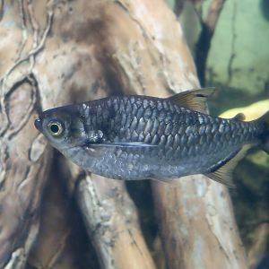 Dusky Narrow Hatchetfish (Triportheus angulatus)
