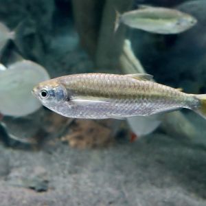 Yellowfin Hatchetfish (Triportheus albus)