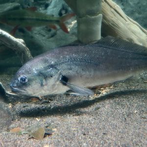 South American Silver Croaker (Plagioscion squamosissimus)