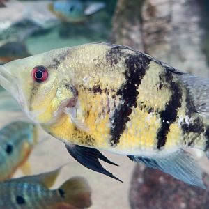 Myers' Basketmouth Cichlid (Caquetaia myersi)