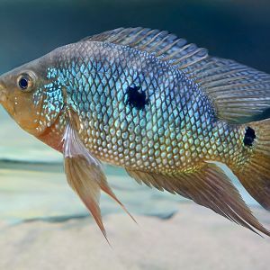 Rose Acara (Caquetaia spectabilis)