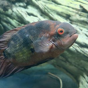 Chocolate Cichlid (Hypselecara temporalis)