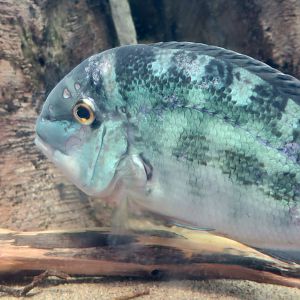Parrot Cichlid (Hoplarchus psittacus)