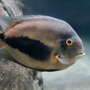 Uaru (Uaru amphiacanthoides)