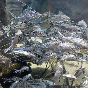 Pictus Catfish (Pimelodus pictus)