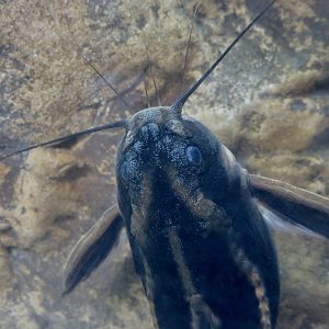 Striped Raphael Catfish (Platydoras armatulus)