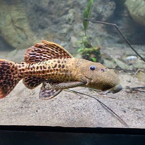 Titanicus Pleco (Pseudacanthicus sp. L273)