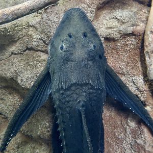 Adonis Pleco (Acanthicus adonis)