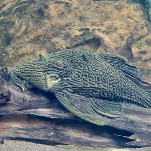 Royal Pleco (Panaque armbrusteri)